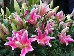 Dutch Embassy to offer flowers to Hanoi festival